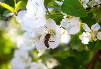 Wall Mural - Bee in Flight. Bee on a white flower