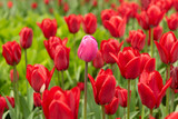 Fototapeta Tulipany - tulips in a flower bed
