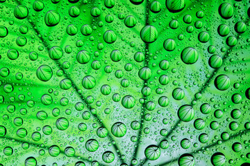 Green plant through drops of water on glass