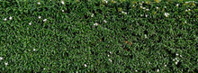 Green Texture. Living Wall From A Bush With White Flowers.
