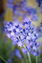 Close Up Of Purple Wildflowers