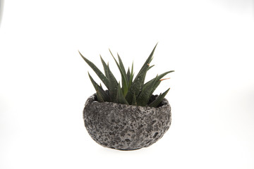 plant in a pot isolated