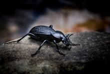 Black Beetle On A Black Background