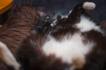 Black and white cat lies belly up on his back, lazy cat, looks into the eyes, on a downy pillow