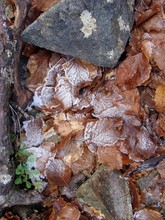 Directly Above Shot Of Frozen Brown Leaves By Rock