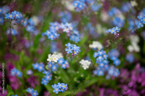 Spring background forget-me-not flowers.