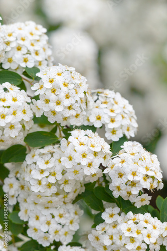 White flowering shrub background.