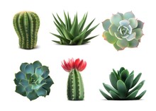 Collection Of Popular Indoor Plants Elements And Succulents Rosettes Varieties Including Pin Cushion Cactus Realistic Collection Isolated Realistic Vector EPS