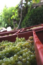 Close-up Of Grapes In Crate At Vineyard
