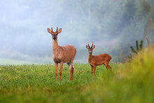 Two Different Species Of Deer On Green Field In Summer Nature. Roe Deer, Capreolus Capreolus, And White-tailed Deer, Odocoileus Virginianus, Facing Camera.