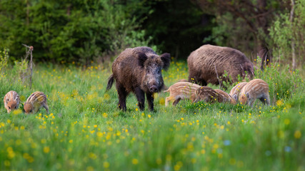 numerous wild boar, sus scrofa, herd feeding in nature with dark forest in background. group of hair