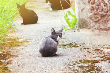 Cute grey kitten looks directly into the camera