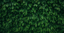 Natural Green Wall Dark Background