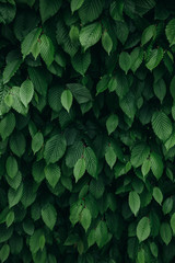 Dark green natural bush leaves pattern