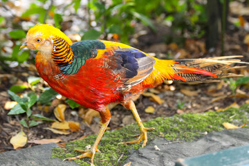 Male golden pheasant (Chrysolophus pictus)