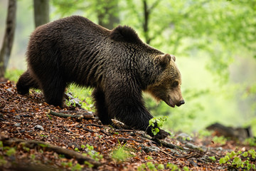 Territorial brown bear, ursus arctos, walking down the hill on ground covered with leaves and branches. Powerful male mammal with large head and strong body descending in summer nature.