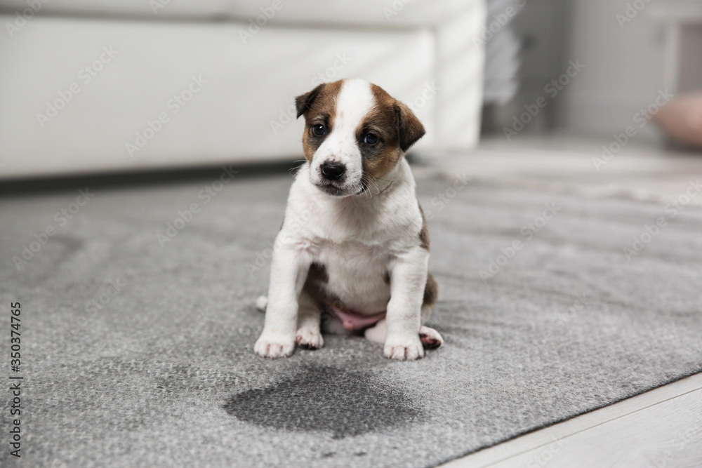 Adorable puppy near wet spot on carpet indoors - obrazy, fototapety, plakaty 