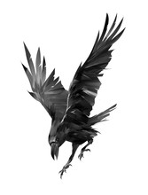 Painted Raven Attacking Bird On A White Background
