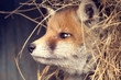 Portrait of a young cute puppy red ginger fox in the hay. The spring fox cub close-up