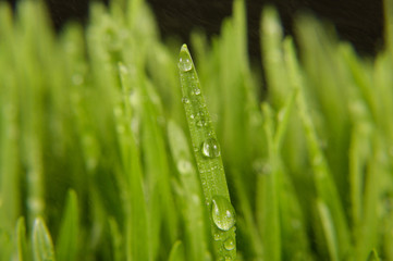 Macro close up of organic wheatgrass