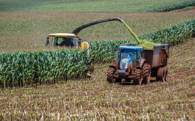 Wall Mural - Agriculture Crop Harvesting