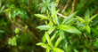 Lemon verbena's green leaves - Aloysia citrodora