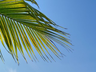 palm tree against blue sky