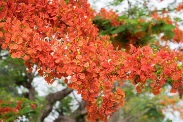 Wall Mural - Blossom Royal Poinciana or Flamboyant (Delonix regia) flowers