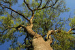 © Santiagomanta - arbol quebracho colorado