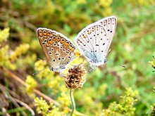 Close-up Of Butterflies Mating On Plant