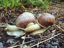 Snails Mating In Ground