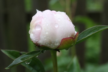 Canvas Print - Pink Peony and Raindrops 2020 1A