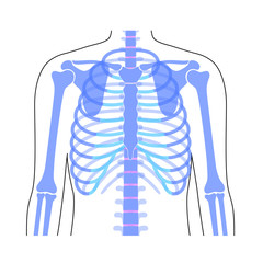 Sticker - Human rib cage anatomy