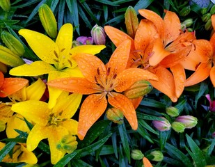  Orange and yellow Asiatic Lily flowers with raindrops