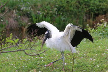 A Wood Stork In The Forest