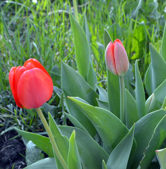 
two beautiful red tulips growing on the ground