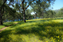 Darrington Trail Along Lake Folsom California With Yellow Common Madia Wildflowers And Oaks