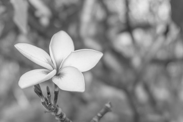 Wall Mural - White plumeria flowers bouquet have yellow pollen and green leaf blooming on plant,tropical and summer flower,mix colors,beautiful bunch,spa,Temple Tree,Frangipani,black background