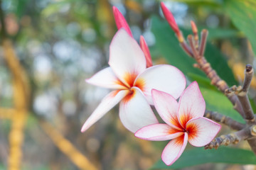 Wall Mural - White plumeria and Pink plumeria  flowers bouquet have yellow pollen and green leaf blooming on plant,tropical and summer flower,mix colors,beautiful bunch,spa,Temple Tree,Frangipani