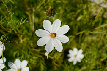 white flower on green grass. alone flower under sunset