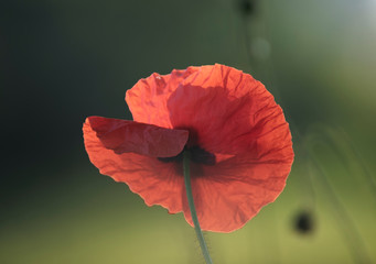 Wall Mural - Coquelicots dans la lumière matinale