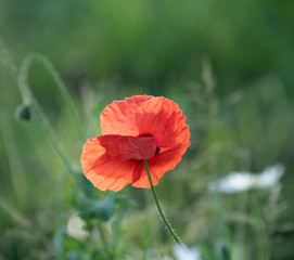 Wall Mural - Coquelicots dans la lumière matinale