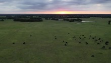Black Angus Cattle At Sunset Free Stock Photo - Public Domain Pictures