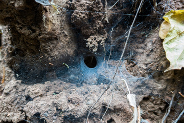 Spider web in a circle form on a dirt wall in a rainforest.