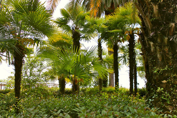 Canvas Print - Palm trees in the park. Gagra, Abkhazia