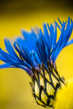 Fototapeta Dmuchawce - bee on yellow flower
