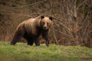 Wall Mural - large carpathian brown bear walking in the wild forest.