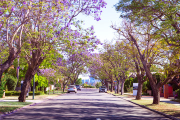 Street in Perth lined with Jacaranda tree blooming with purple flowers. Jacaranda mimosifolia known as blue jacaranda, black poui or the fern tree