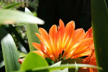 Clivia Flower, Maderia Garden