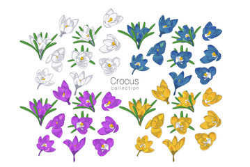 Wall Mural - Set of Hand drawn colrful crocus flowers clipart. Floral design element. Isolated on white background. Vector illustration.
